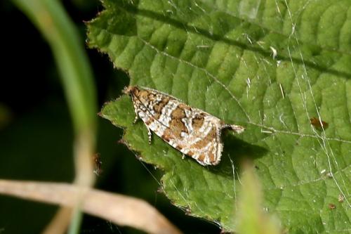 Celypha rivulana